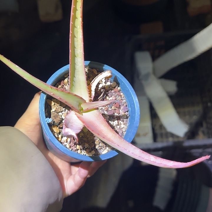 多肉植物范巴伦多肉植物