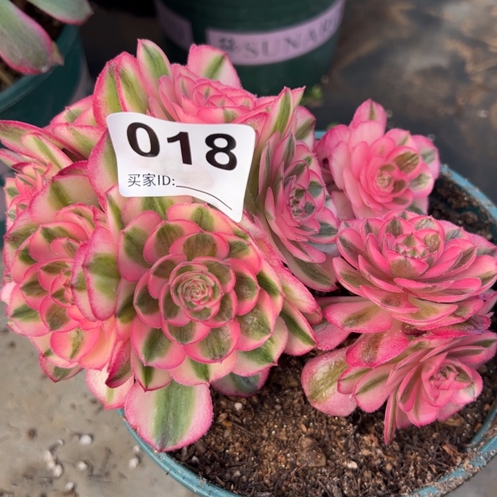 018倾城朵朵15厘米左右