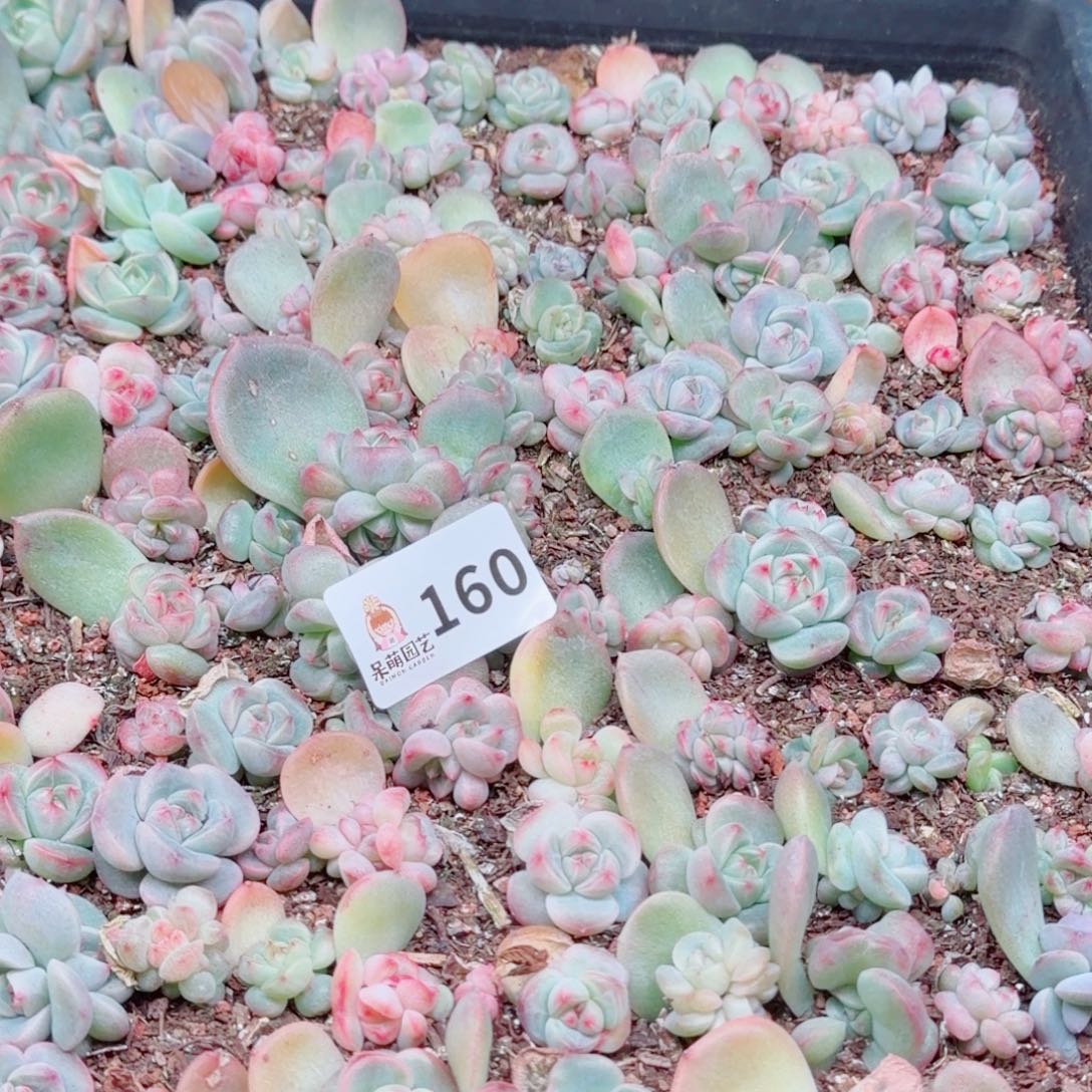 沐***恩多肉植物多肉植物