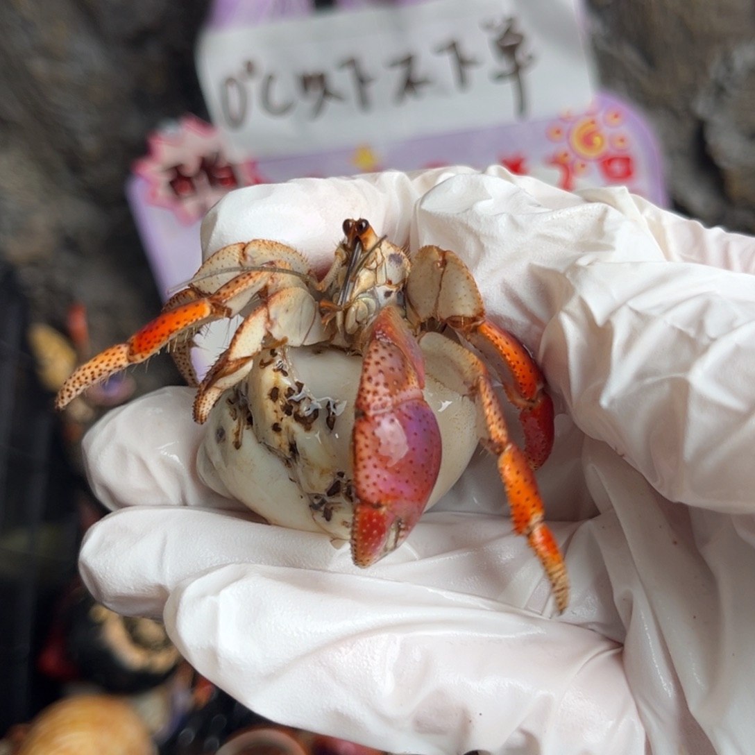 梦幻紫红色西伯2.3