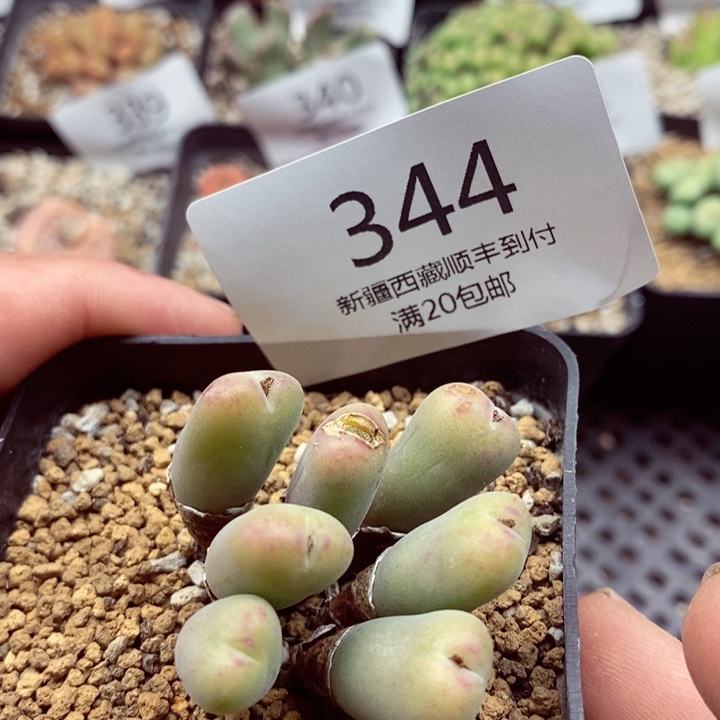 我的小姐姐们都344