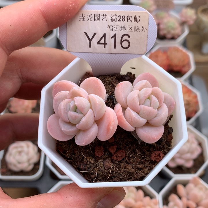 0416雪媚娘5.5厘米