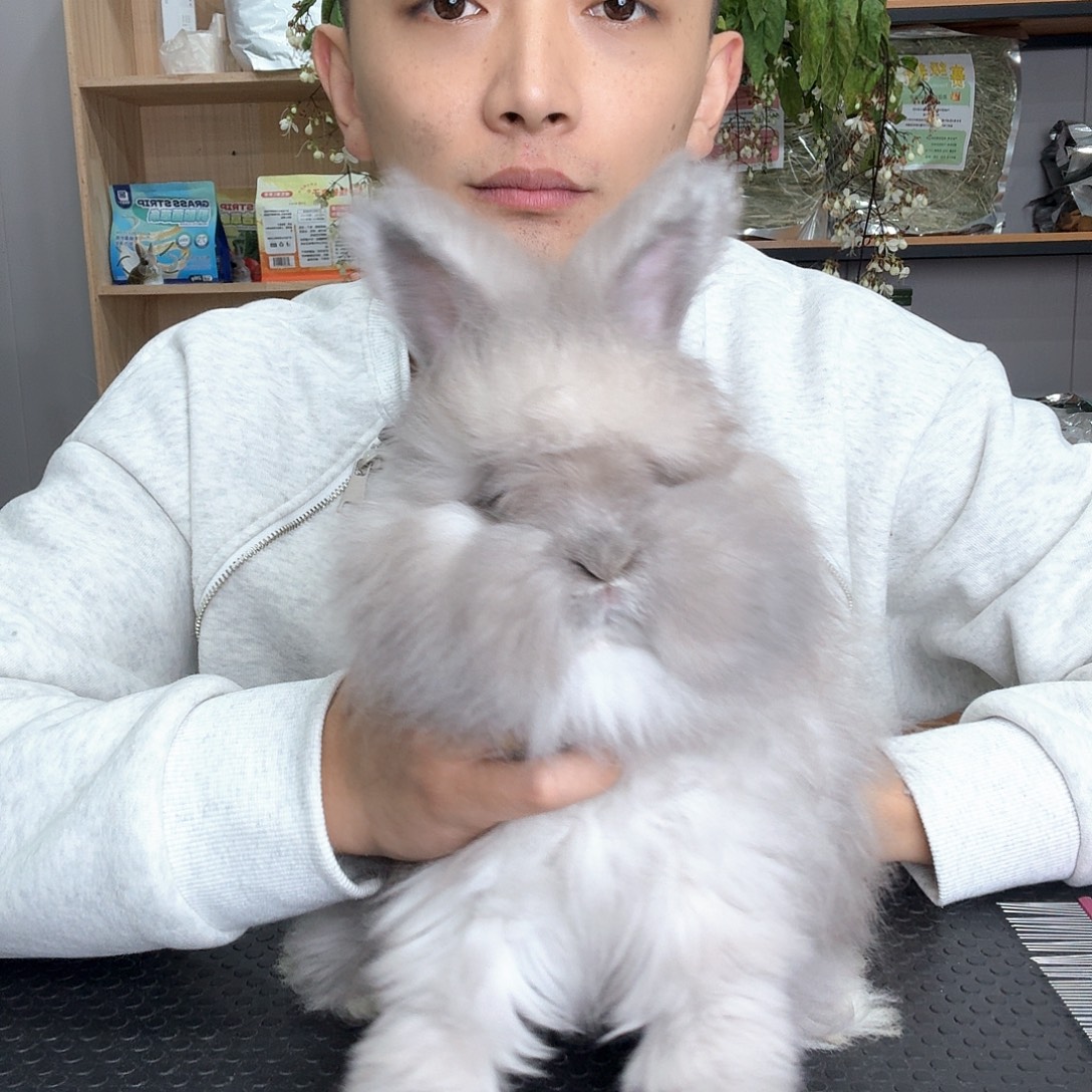 金***果安哥拉兔丁香灰 妹妹 特价