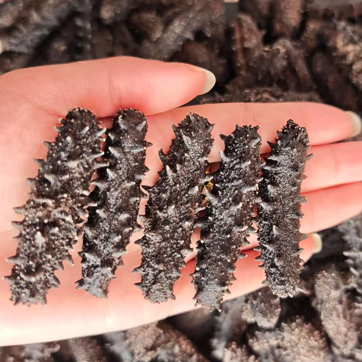 【国标淡干】12-13倍泡发率大连发货辽刺参干货高品质高泡发率海参