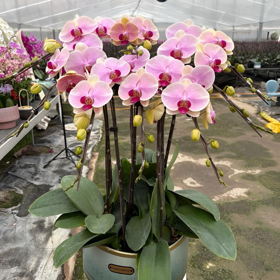 蒙娜丽莎组盆生鲜植物默认微瑕介意勿拍谢谢配合