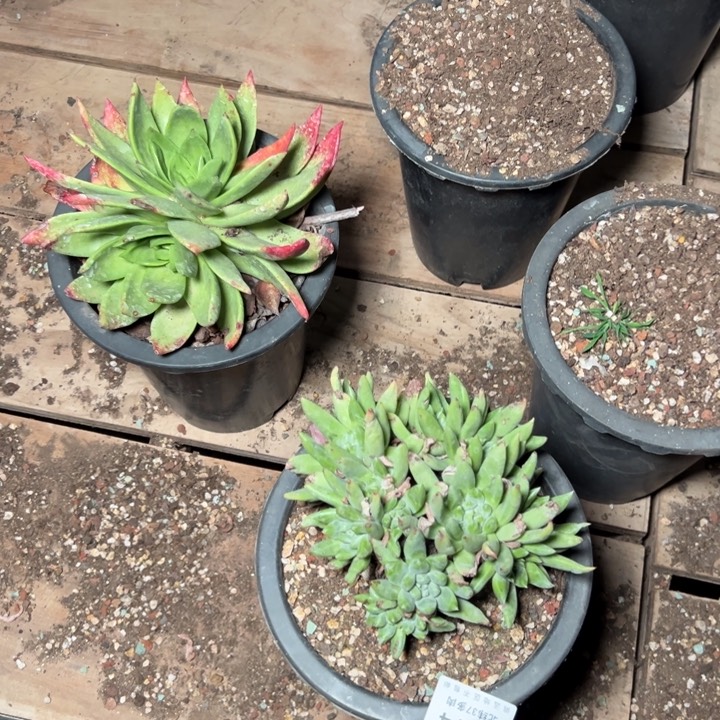 牛*1814哈哈哈哈哈哈哈多肉