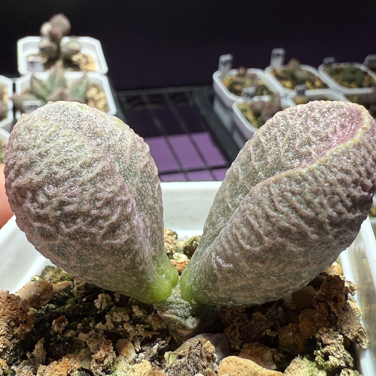 实生水泡，带盆发货满88包顺丰