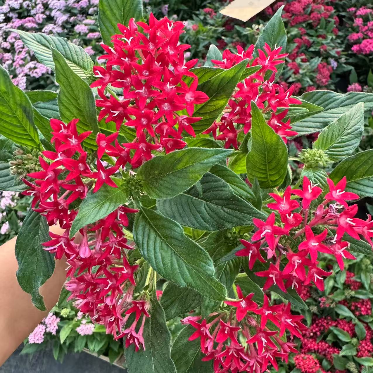 【李先生】繁星花 （国旗红）室内观赏盆栽 带花带花苞发货