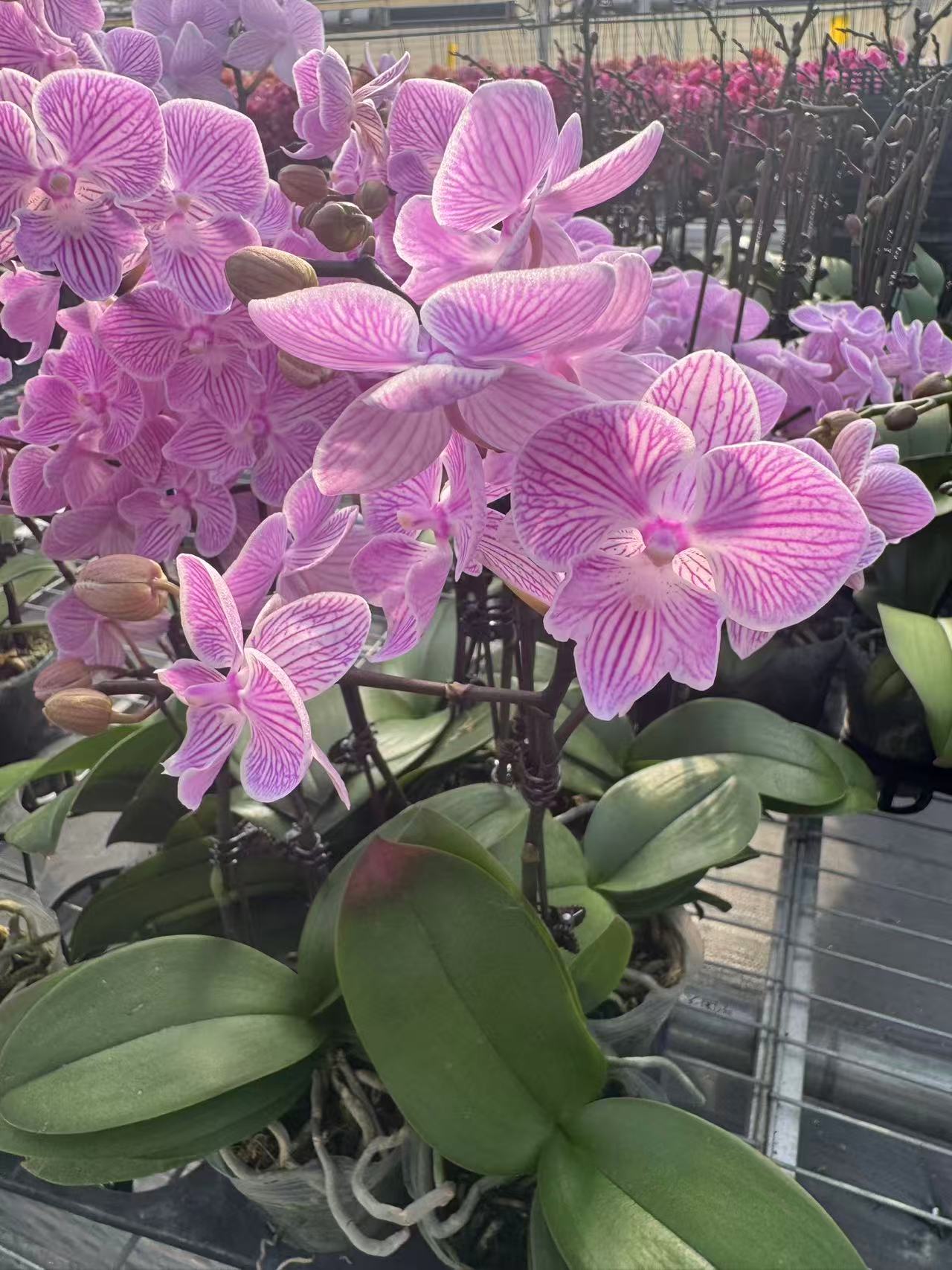 花之恋【樱花】蝴蝶兰鲜花