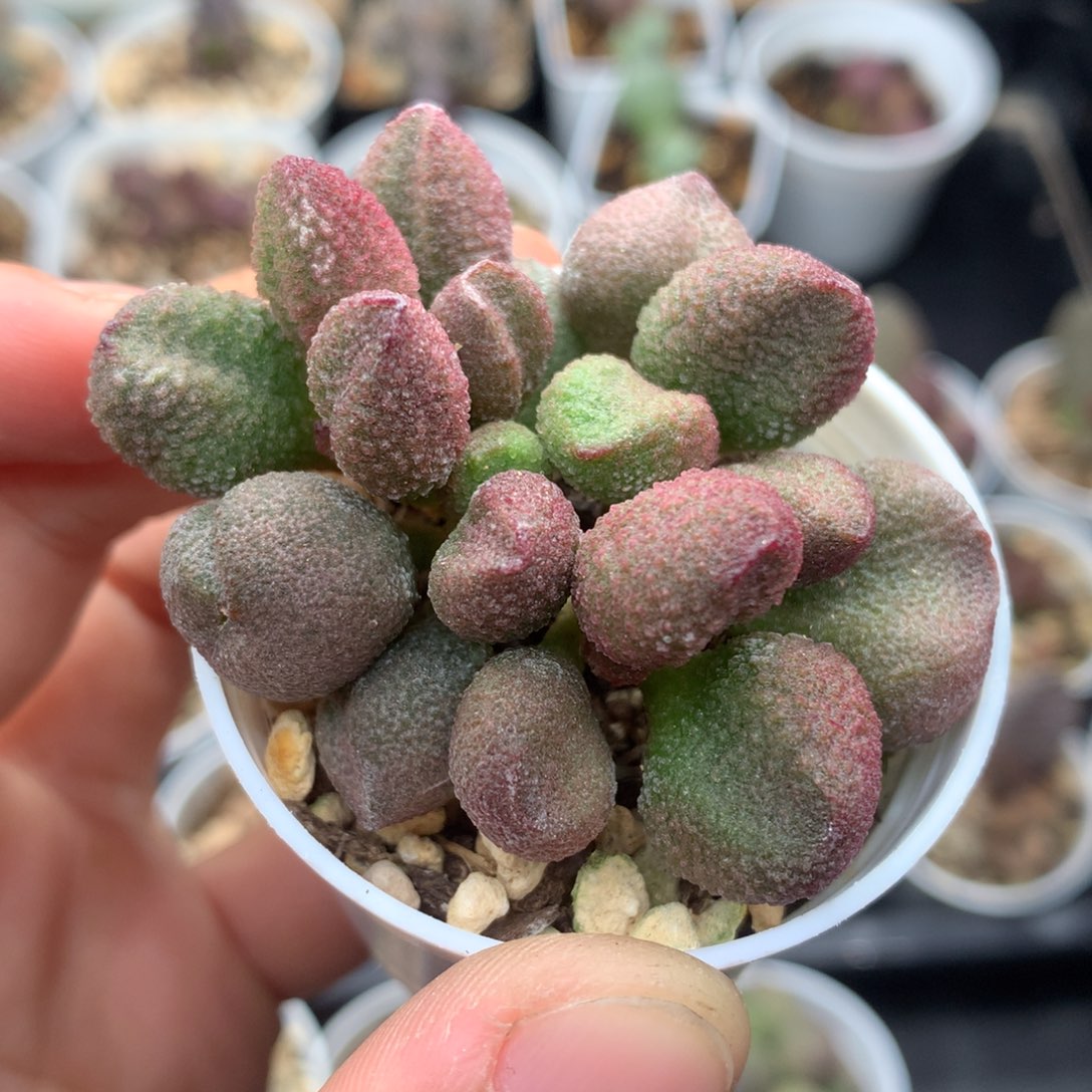 水蜜桃多肉植物水泡