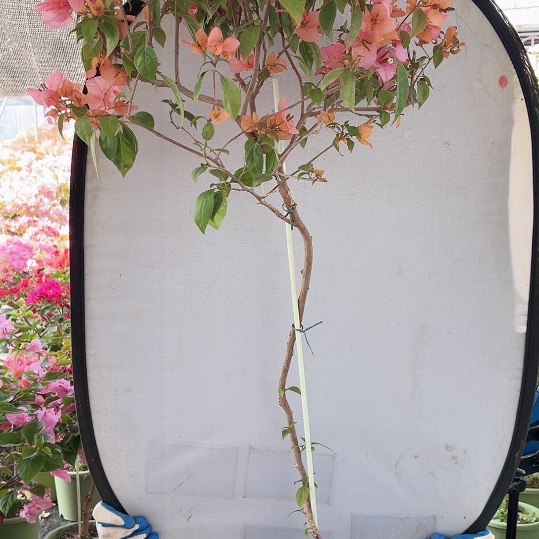 M***x大部分花苞少量开放M29金发女郎