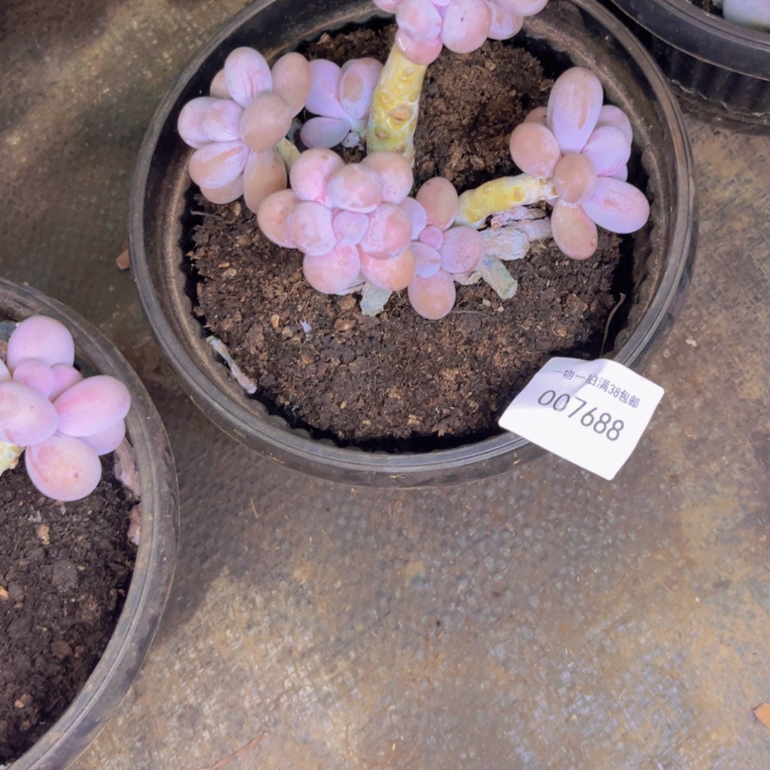 *****多肉一物一拍7688