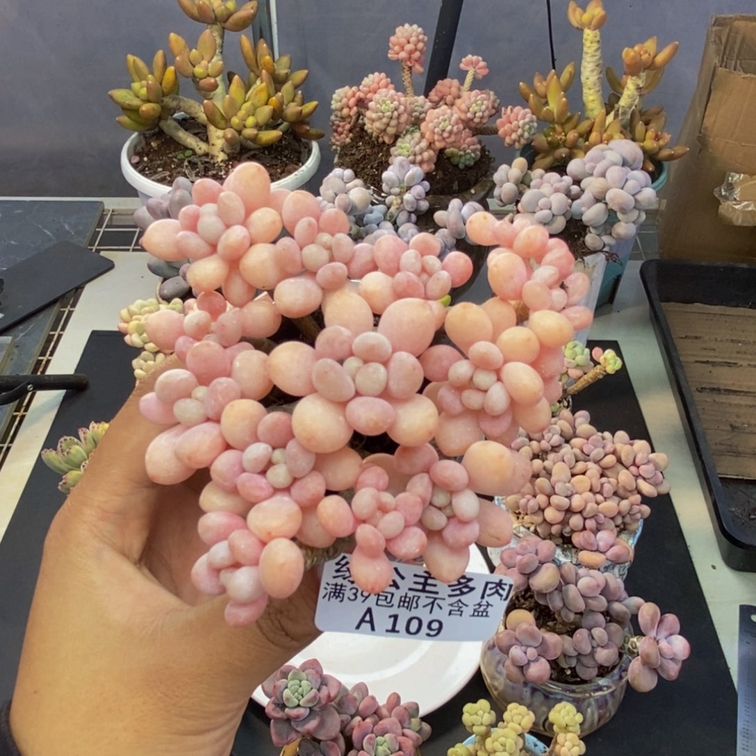 109冰淇淋鱼子酱多肉8cm