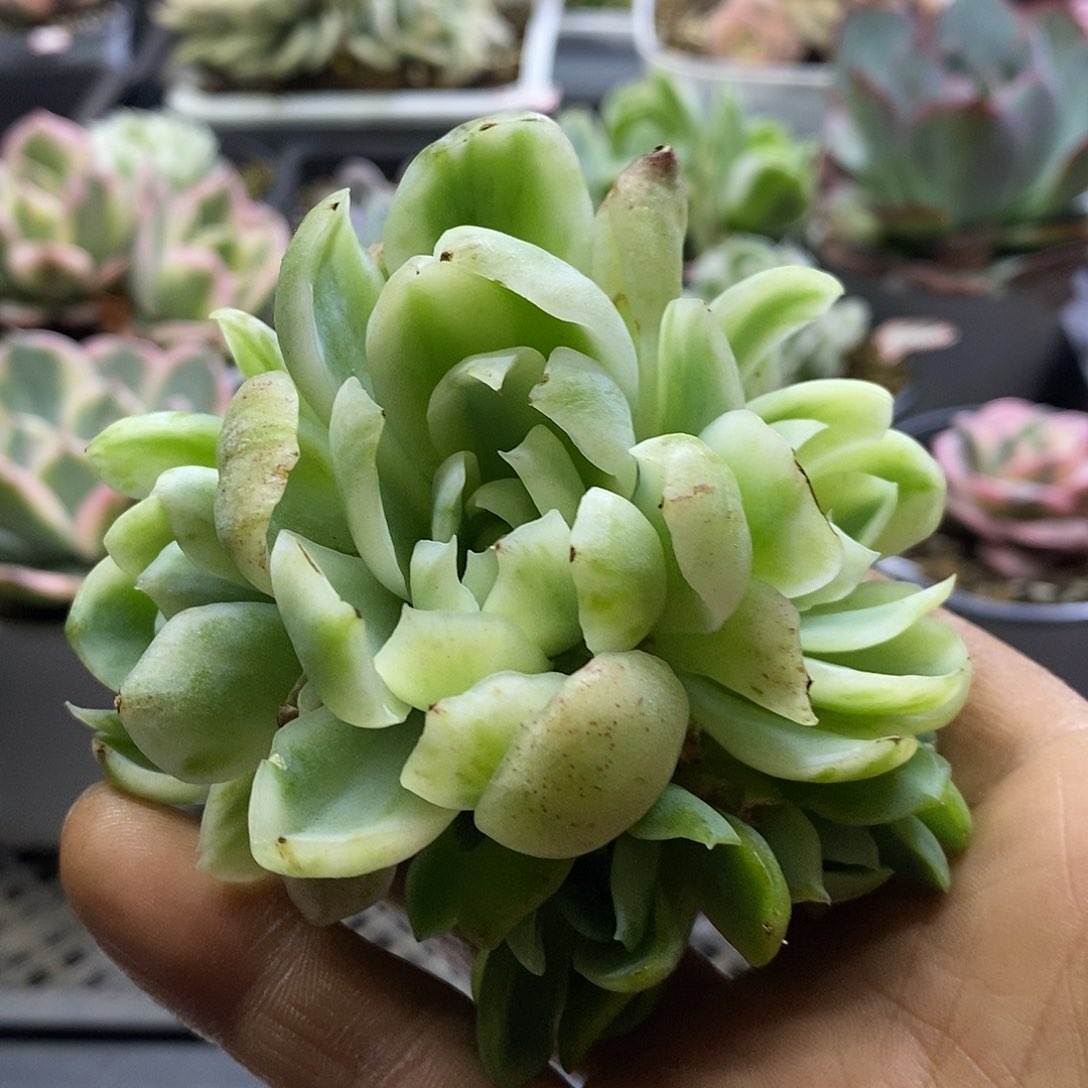 0951贝瑞腹轮锦自然群头盖多肉