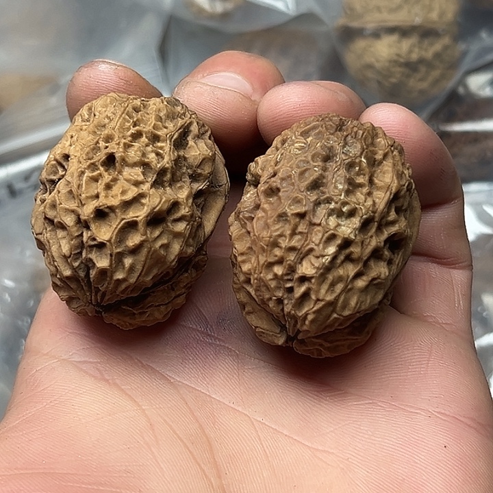 核桃16号图腾金蟾39尺