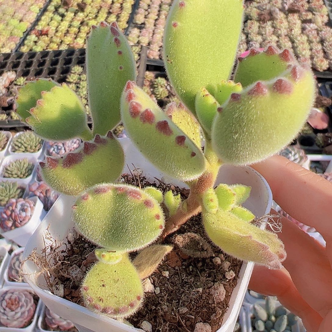 绿熊19包邮多肉则
