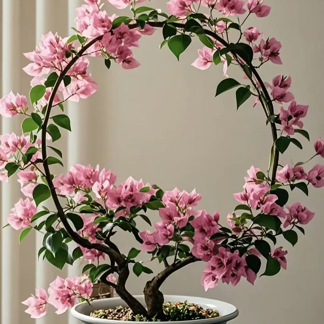 三角梅一物一拍勤花品种四季开花