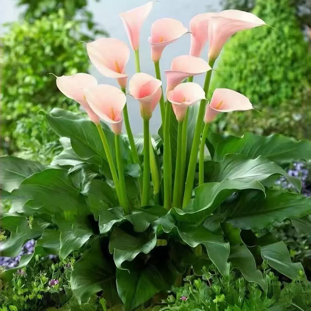 粉色马蹄莲“火烈鸟”水陆两生观花观叶绿植盆栽适合种植阳台庭院