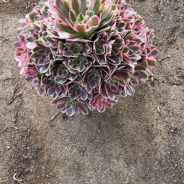 多肉植物粉女郎锦…………