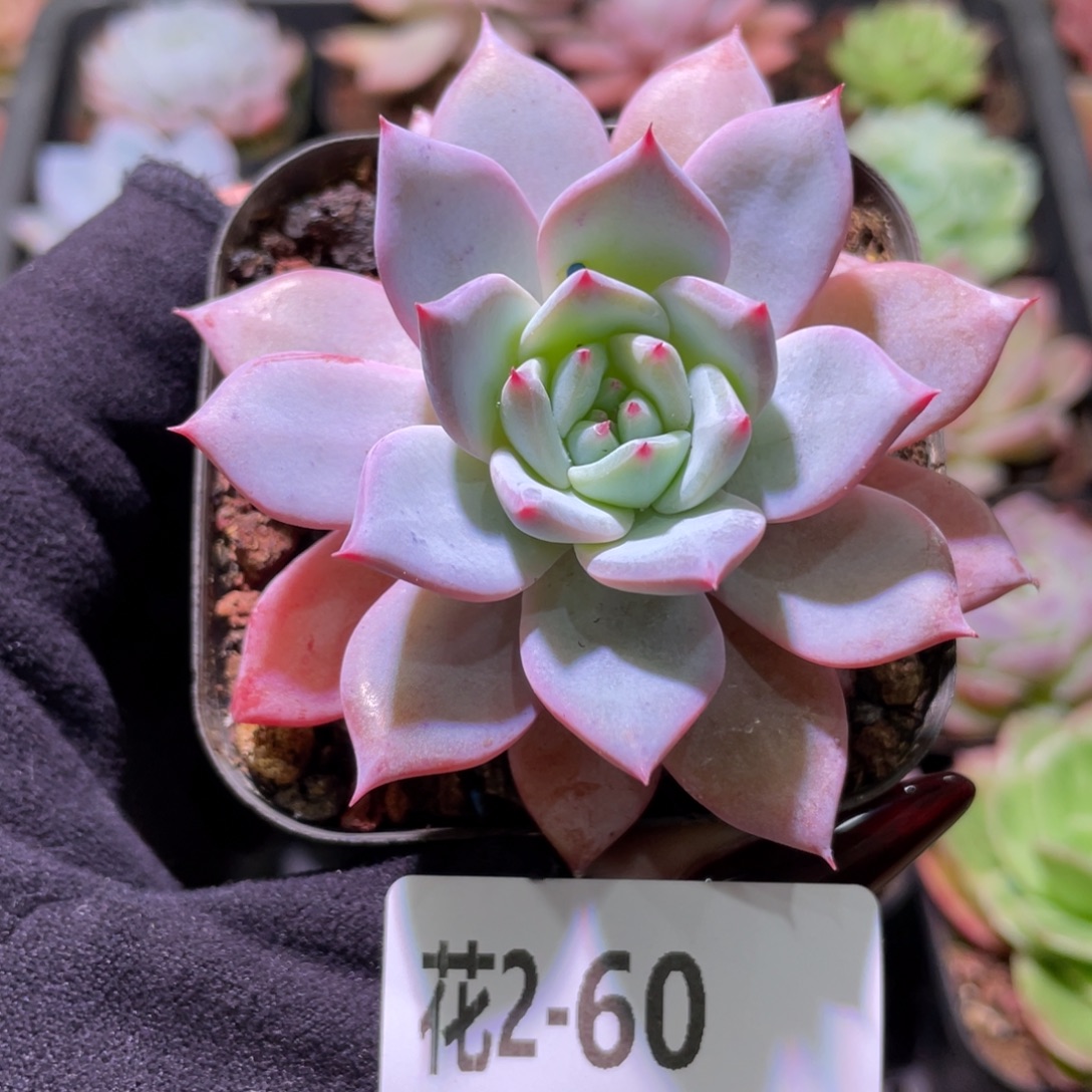 花利美2-60粉蓝鸟