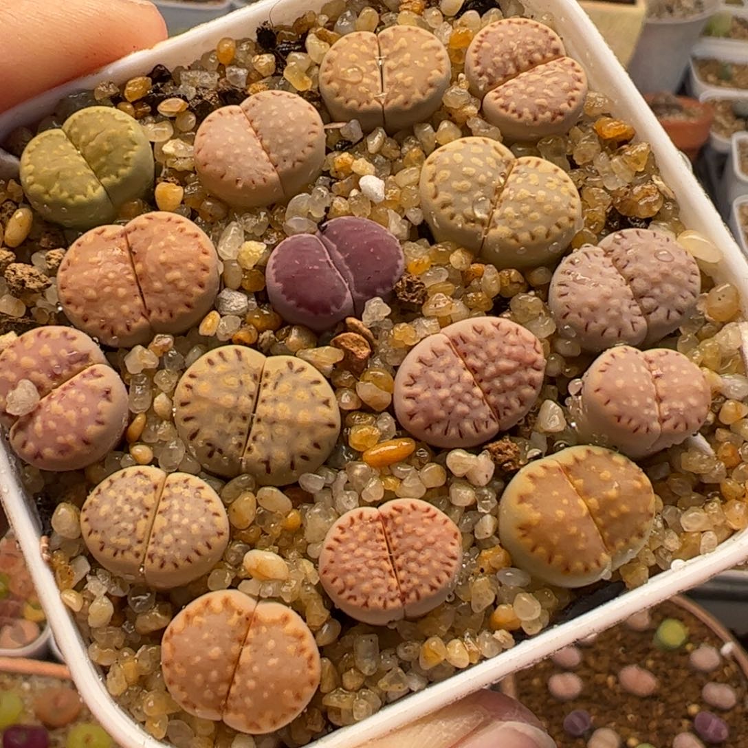 172多肉植物百科