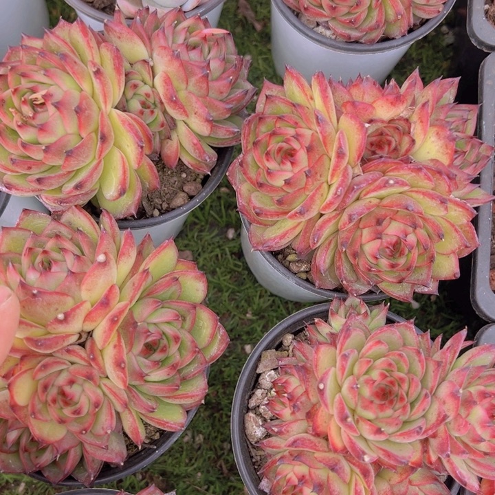 健健康康平平安安