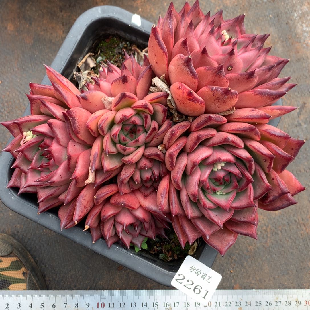 2261杂交精品基地20厘米