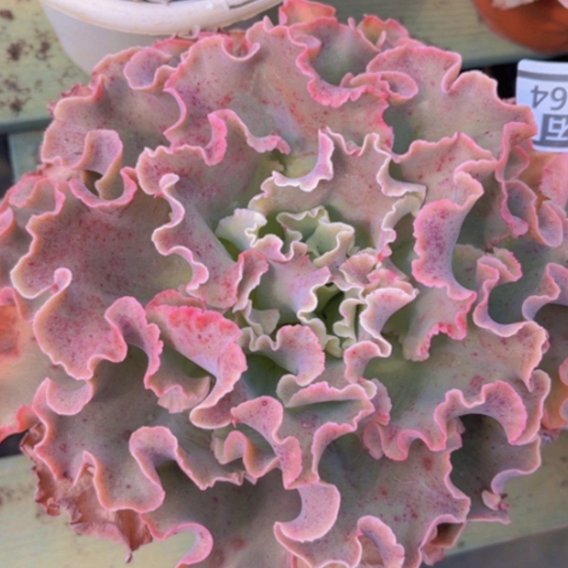 【闪购商品】高砂10164