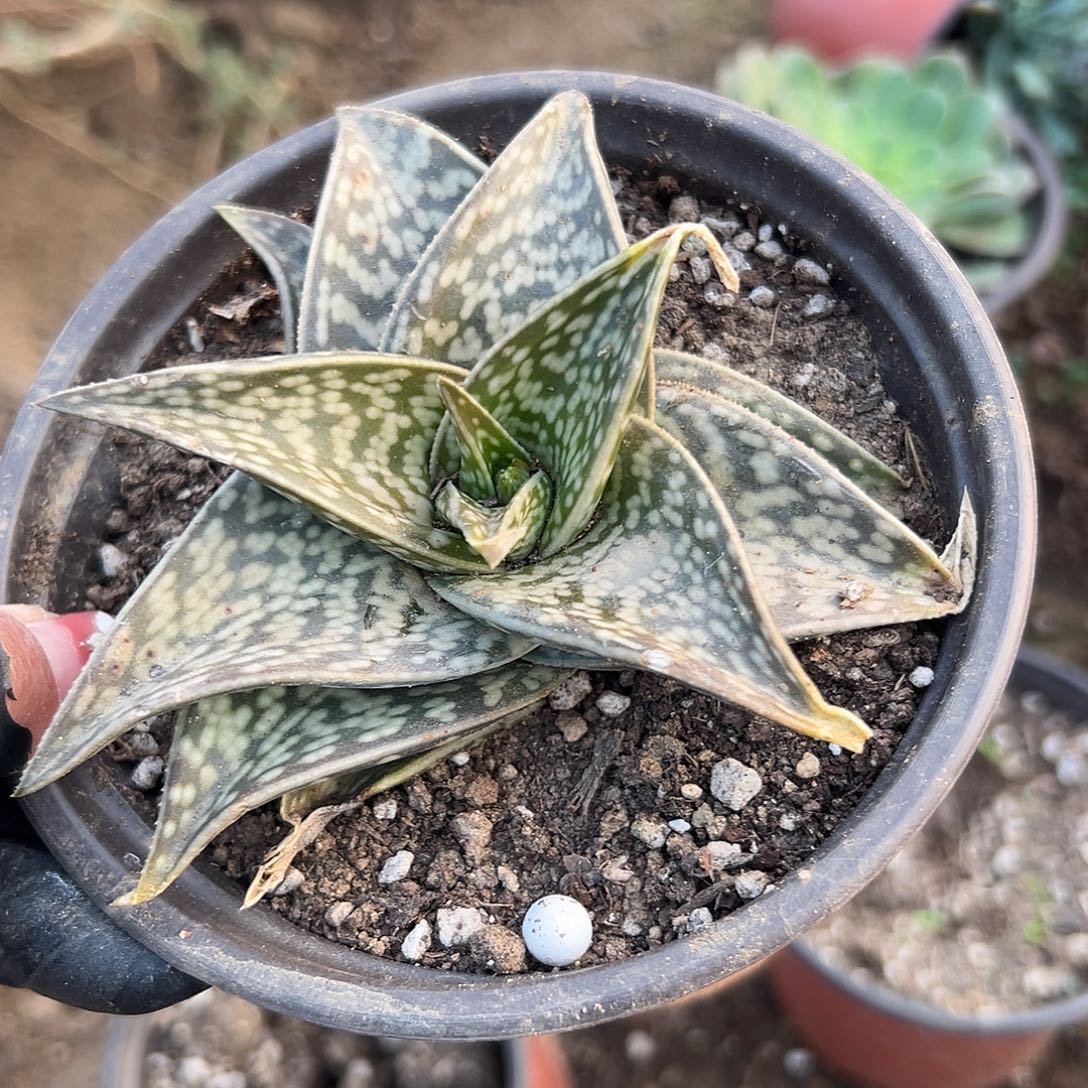 多肉植物千代单头