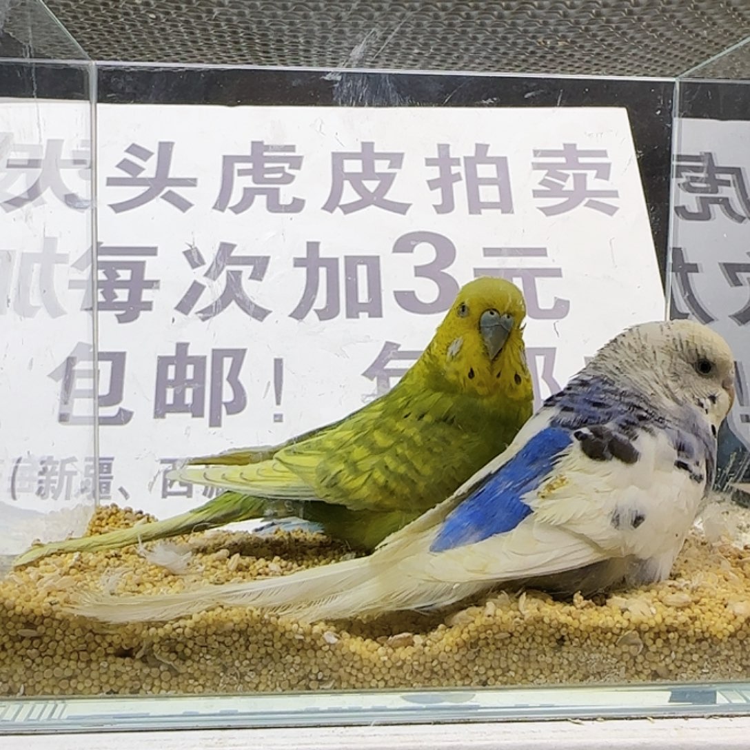 幸***乐虎皮鹦鹉大头鹦鹉