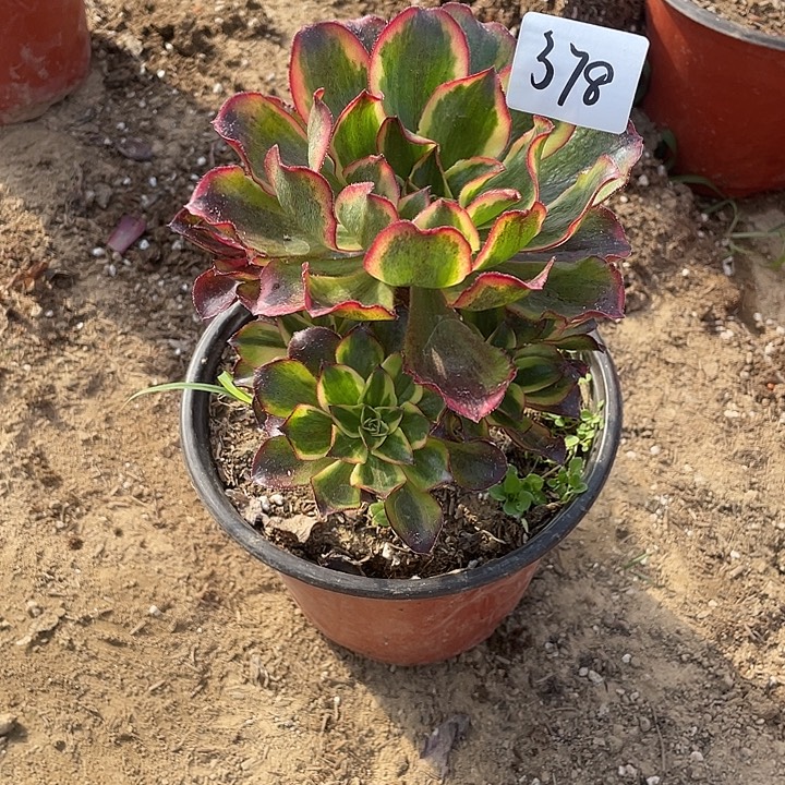 面***厚法师植物魅影法师378