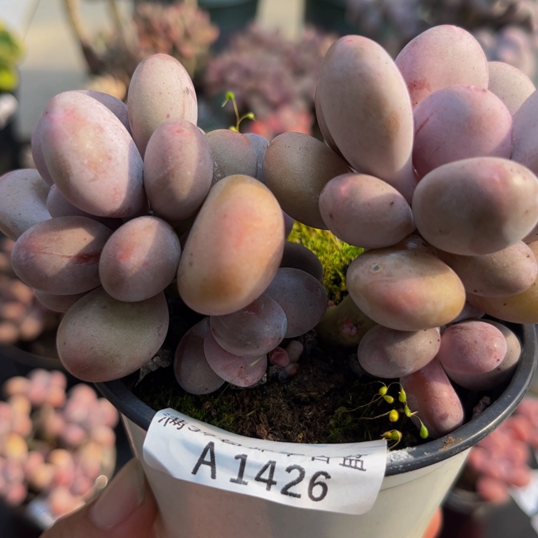 426蛋黄奶8cm多肉植物