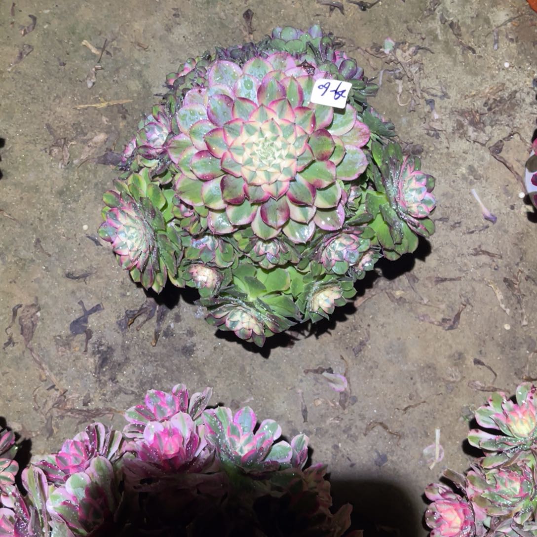 12-29-60蔷薇法师锦