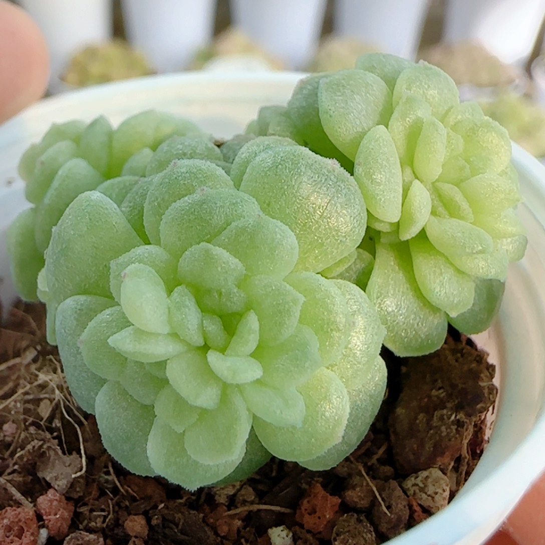 1113-280（优选麦杆）