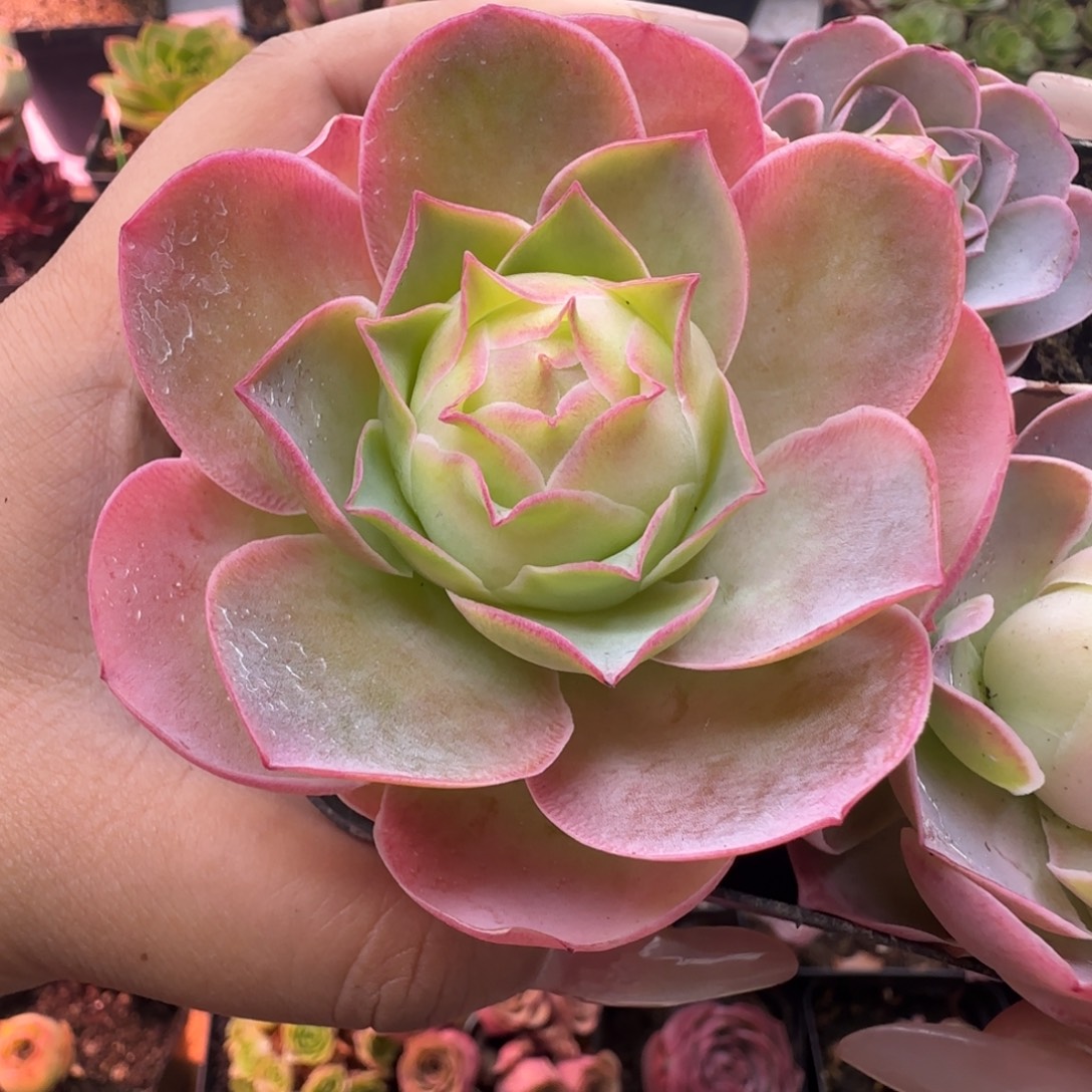 L512半城玫瑰日耳曼单头不含盆土