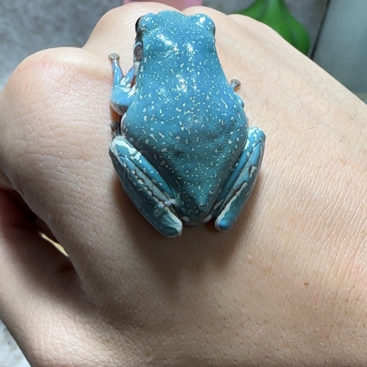 老爷树蛙3 魔鬼蓝暴雪