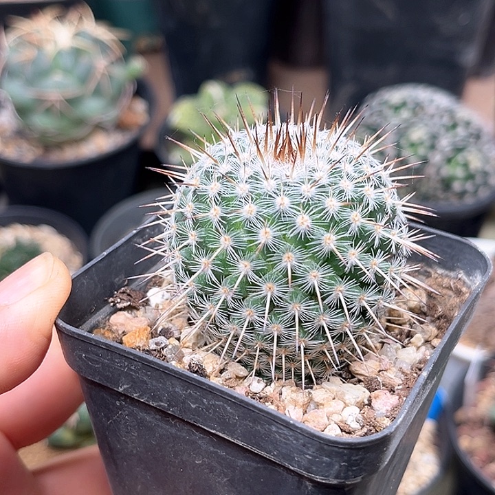 无花朵白王丸实生球4.7cm