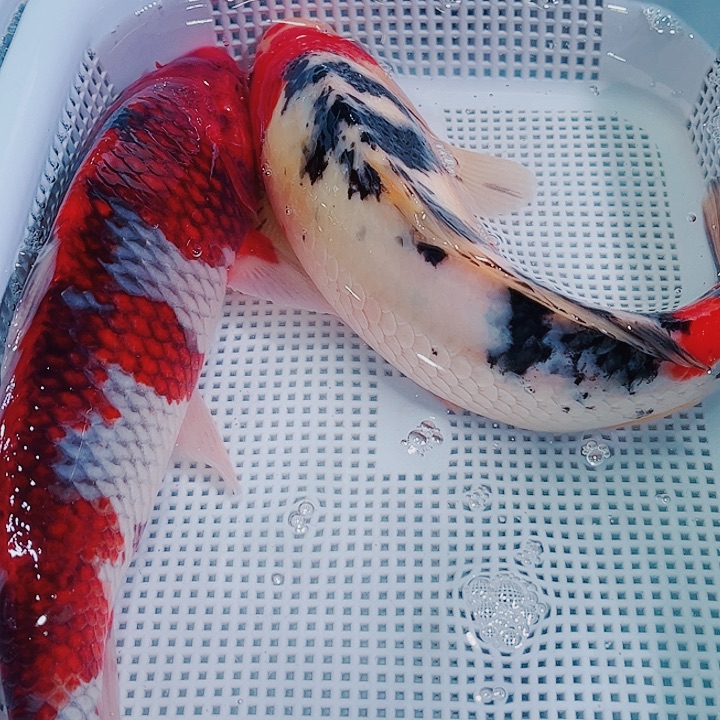 锦鲤冷水鱼观赏134