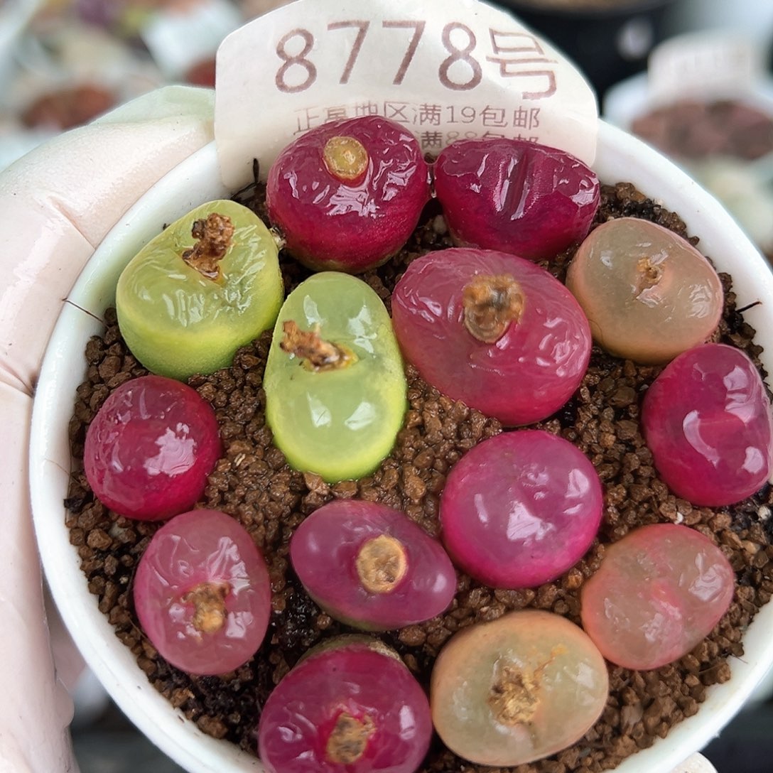 好养易活生石花大母本8778有点干特价