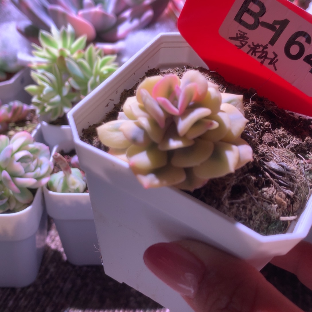 福利雪精灵覆轮锦有根