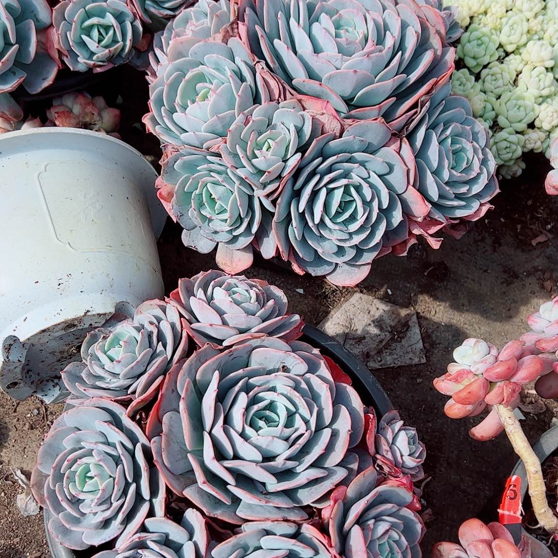 红粉台阁多头群生精品特价