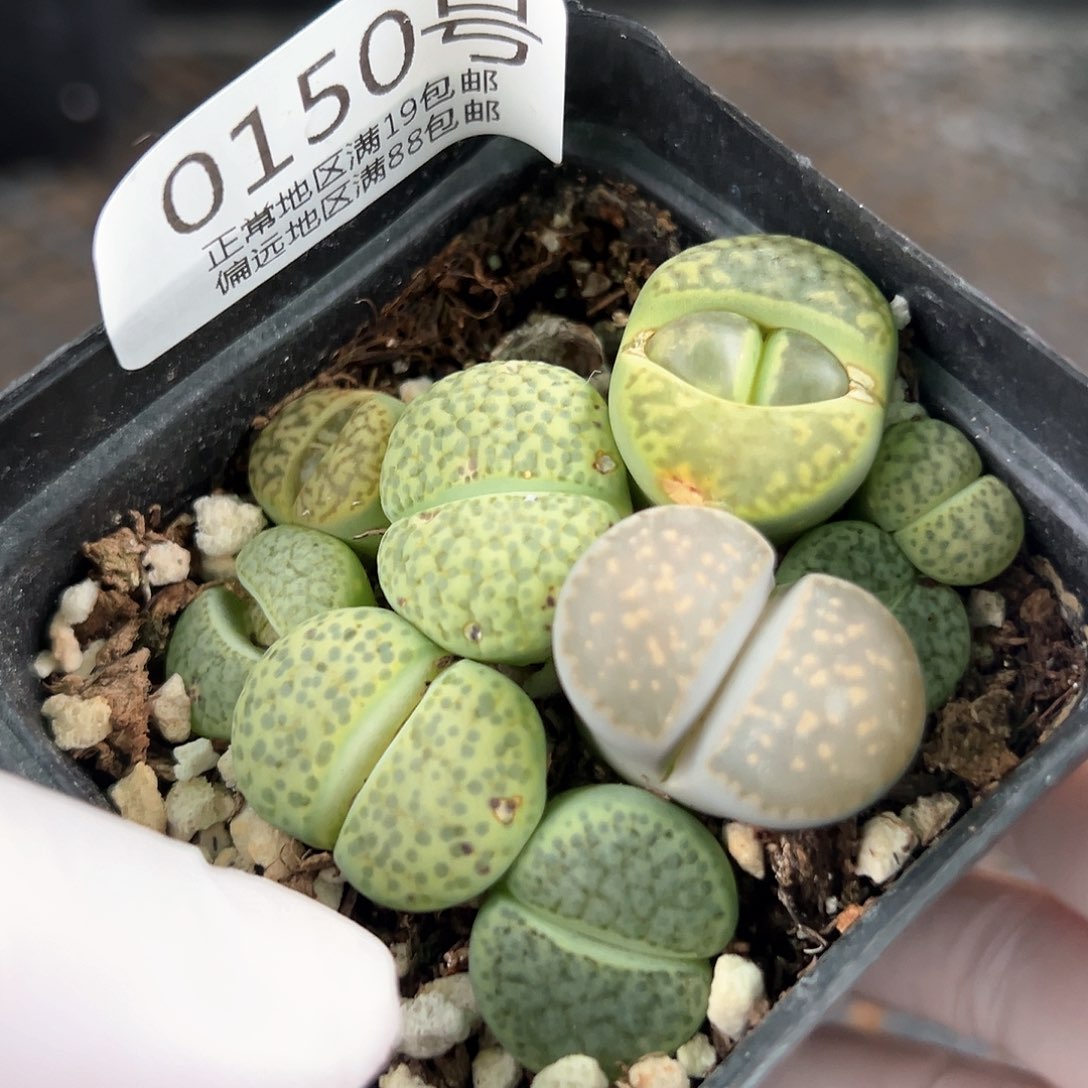 好养易活生石花大母本0150