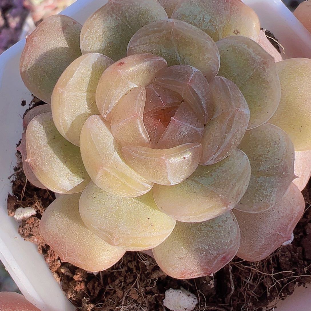 八角彩恋19包邮多肉