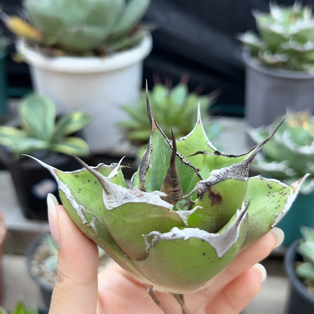 黑豹芽一物一拍偏远不包邮不退不换