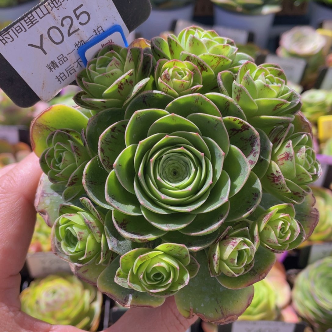 童话气球多肉福利025一物一拍