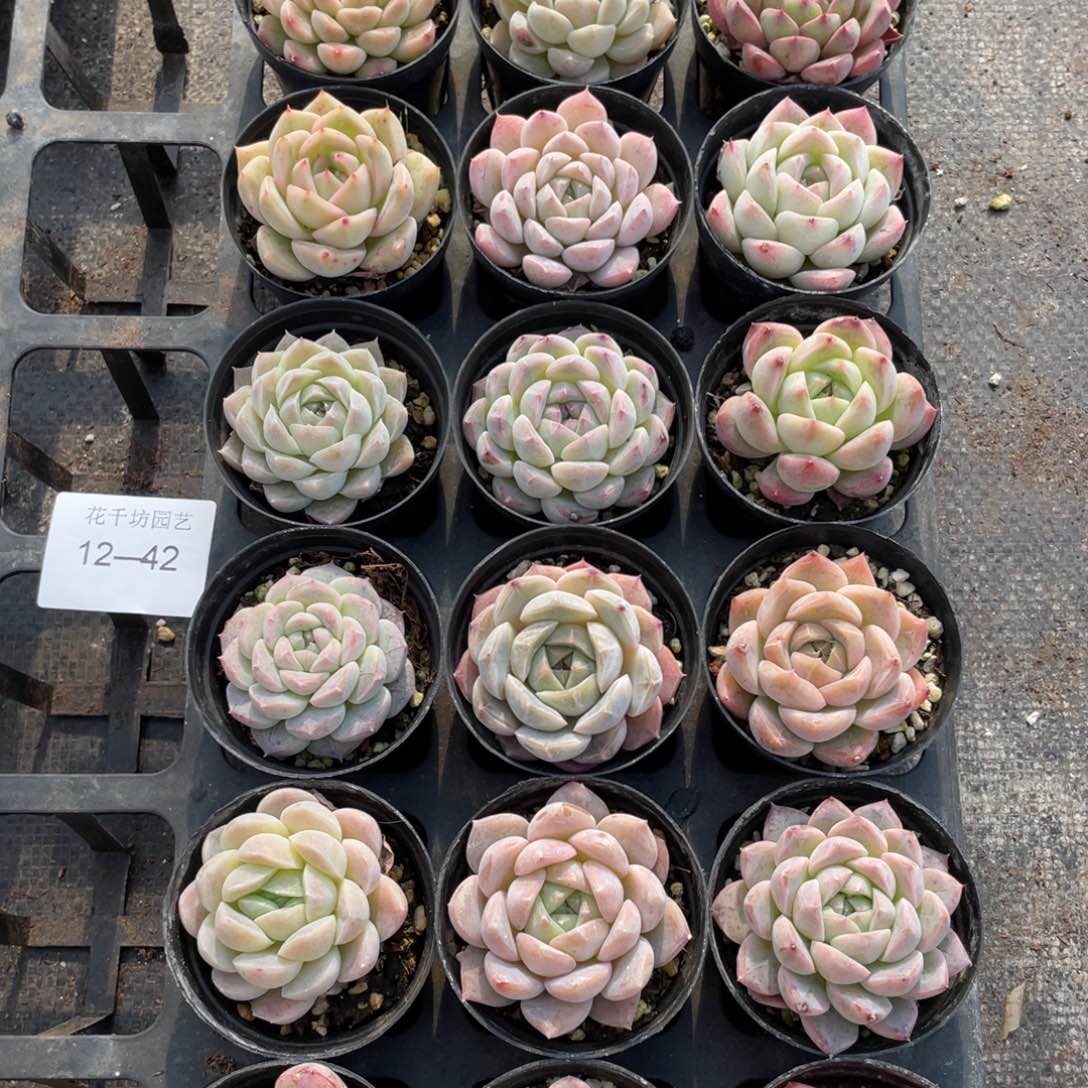 一物一拍18颗12-42