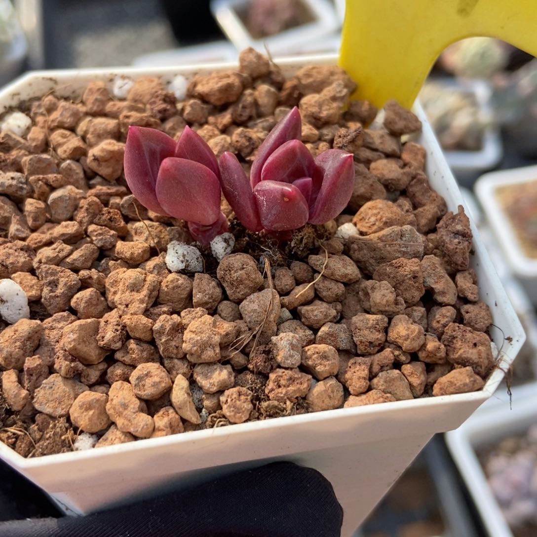 6119迷雾泡泡多肉植物