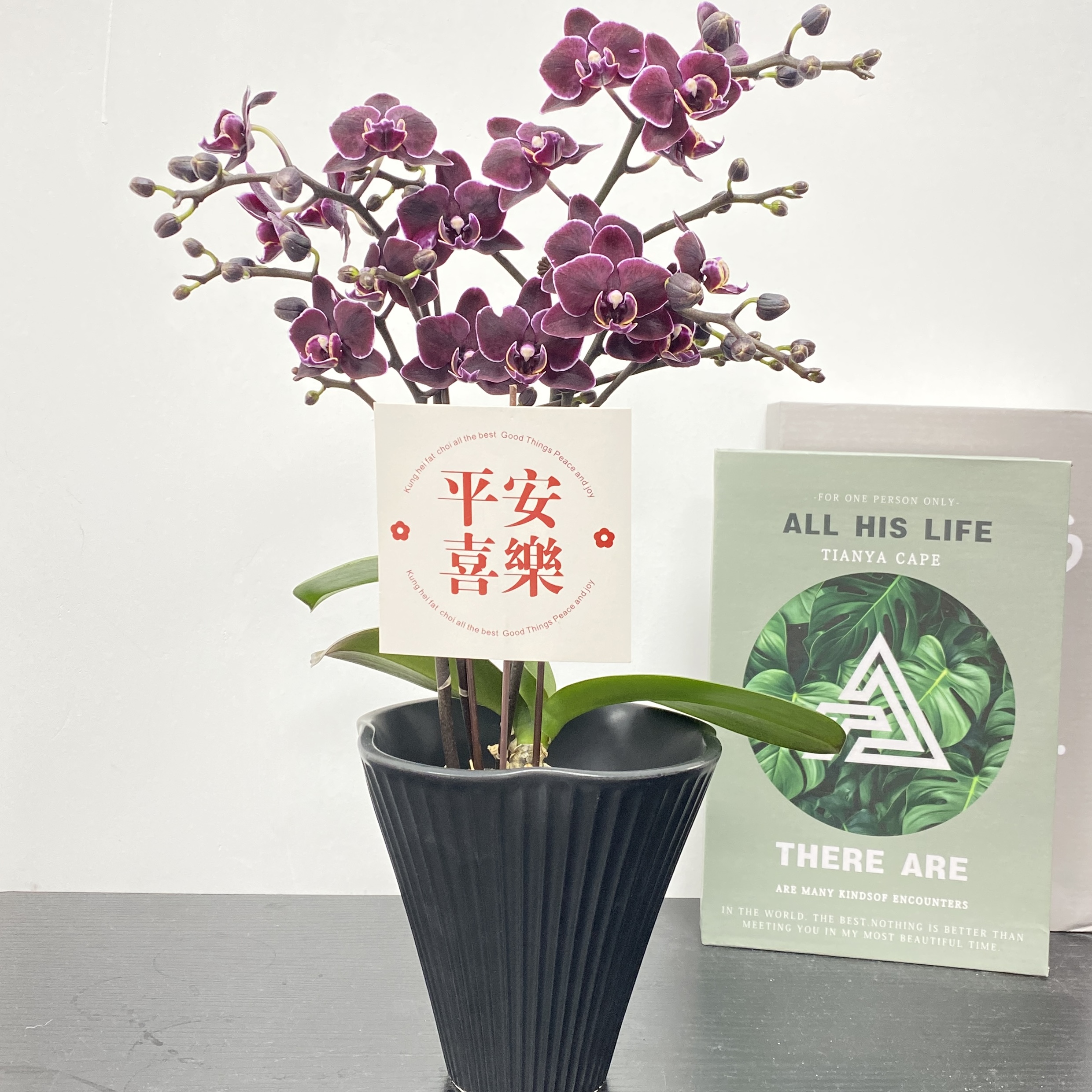 蝴蝶兰【黑精灵】 黑紫系列 花花 观赏花 蝴蝶兰 真花