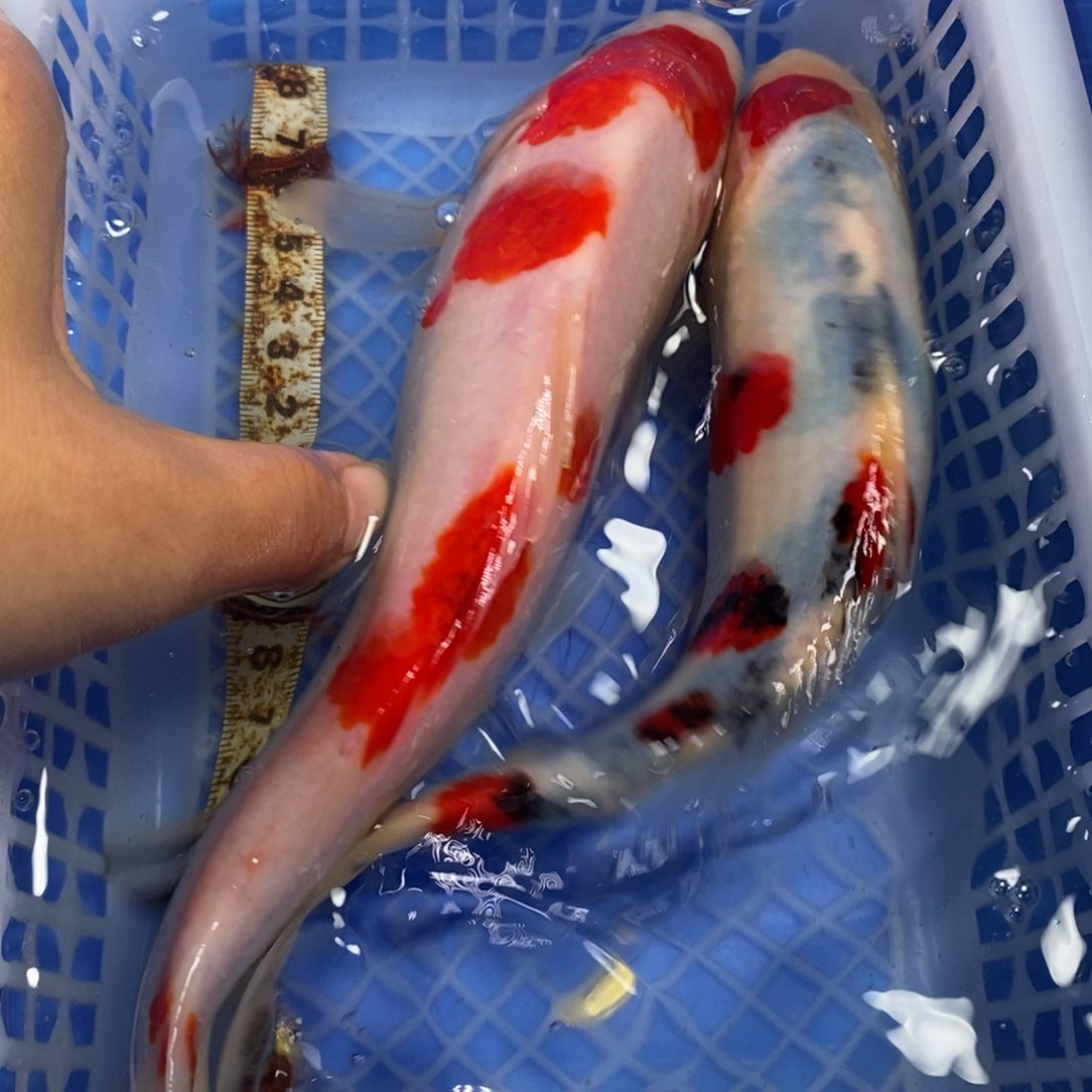 锦鲤冷水锦鲤包邮