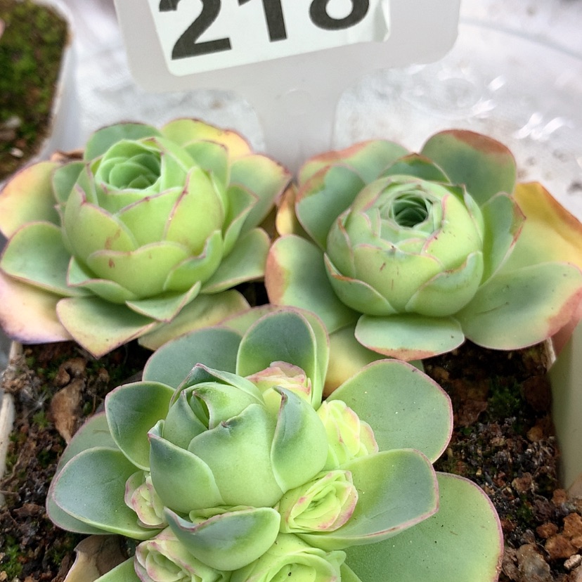 【闪购商品】yjj218